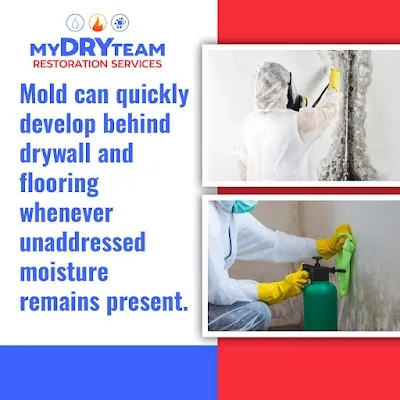 Technician treating black mold on indoor drywall.
